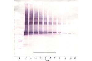 Image no. 2 for anti-Nanog Homeobox (NANOG) antibody (Biotin) (ABIN181657) (Nanog antibody  (Biotin))