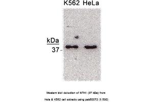 Image no. 1 for anti-Nth Endonuclease III-Like 1 (NTHL1) antibody (ABIN363381) (Nth Endonuclease III-Like 1 (NTHL1) antibody)