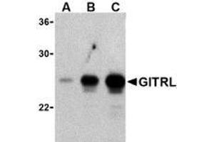 Western blot analysis of (A) 5 ng, (B) 25 ng, and (C) 50 ng of purified recombinant GITRL with AP30365PU-N GITRL antibody at 1 μg/ml. (TNFSF18 antibody)