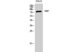Western Blotting (WB) image for anti-N-Ethylmaleimide-Sensitive Factor (NSF) (Internal Region) antibody (ABIN3185962) (NSF antibody  (Internal Region))