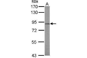 WB Image Sample (50 ug of whole cell lysate) A: Mouse brain 7. (TCF25 antibody  (C-Term))