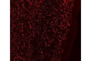 ABIN571062 (0. (GAL antibody  (Internal Region))