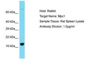 Image no. 1 for anti-Brain Protein 44-Like (BRP44L) (N-Term) antibody (ABIN6750372) (BRP44L antibody  (N-Term))