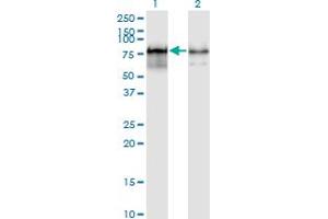 PWP1 antibody  (AA 1-501)