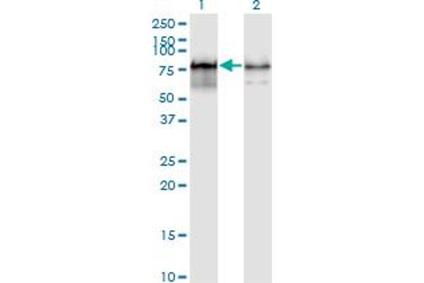 PWP1 antibody  (AA 1-501)