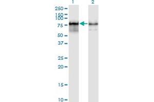 Western Blot analysis of PWP1 expression in transfected 293T cell line by PWP1 monoclonal antibody (M01), clone 3A11. (PWP1 antibody  (AA 1-501))