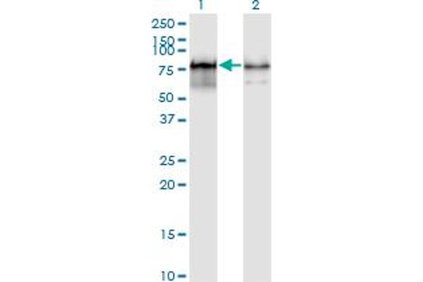 PWP1 Antikörper  (AA 1-501)