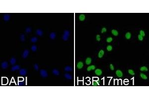 Immunofluorescence analysis of 293T cell using H3R17me1 antibody. (Histone 3 antibody  (H3R17me))