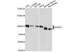 Western blot analysis of extracts of various cell lines, using TNPO1 antibody. (Transportin 1 antibody  (C-Term))