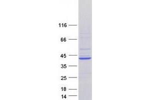 ATP6V0D2 Protein (Myc-DYKDDDDK Tag)