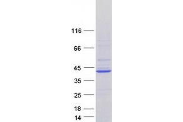 ATP6V0D2 Protein (Myc-DYKDDDDK Tag)