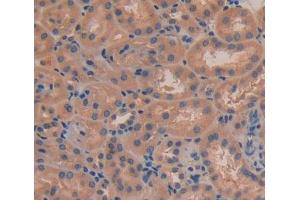 #VALUE! (FBLN7 antibody  (AA 223-440))