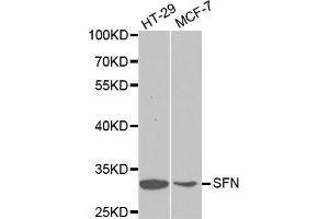 Western blot analysis of extracts of various cell lines, using SFN antibody (ABIN5970403) at 1/1000 dilution. (14-3-3 sigma/SFN antibody)