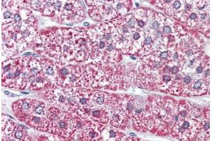 Human Adrenal (formalin-fixed, paraffin-embedded) stained with MRGPRF antibody ABIN399998 at 10 ug/ml followed by biotinylated goat anti-rabbit IgG secondary antibody ABIN481713, alkaline phosphatase-streptavidin and chromogen. (Mrgprf antibody  (N-Term))