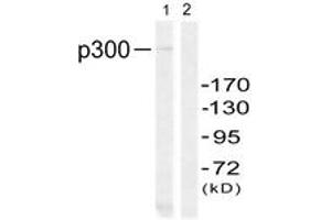 Western blot analysis of extracts from 293 cells, using p300 (Ab-89) Antibody. (p300 antibody  (AA 55-104))