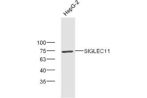 Hepg2 lysates probed with SIGLEC11 Polyclonal Antibody, Unconjugated  at 1:300 dilution and 4˚C overnight incubation.