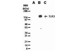 Image no. 2 for anti-Toll-Like Receptor 3 (TLR3) antibody (ABIN187555) (TLR3 antibody)