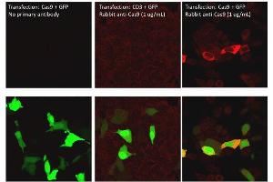 Immunofluorescence of Rabbit Anti-Cas9 Antibody. (CRISPR-Cas9 (C-Term) antibody (DyLight 549))