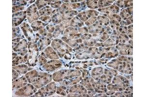 Immunohistochemical staining of paraffin-embedded Kidney tissue using anti-NME4 mouse monoclonal antibody.