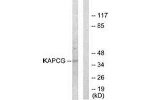 Western blot analysis of extracts from COLO205 cells, using KAPCG Antibody. (PRKACG antibody  (AA 1-50))