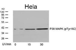 Image no. 3 for anti-Mitogen-Activated Protein Kinase 14 (MAPK14) (pTyr182) antibody (ABIN197012)