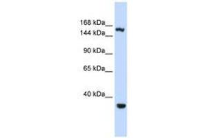 Image no. 1 for anti-Eukaryotic Translation Initiation Factor 4 gamma 3 (EIF4G3) (AA 1152-1201) antibody (ABIN6740674) (EIF4G3 antibody  (AA 1152-1201))