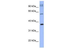WB Suggested Anti-KCTD4 Antibody Titration:  0. (KCTD4 antibody  (N-Term))
