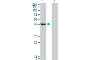 Western Blot analysis of TAF5L expression in transfected 293T cell line by TAF5L monoclonal antibody (M01A), clone 1C5.