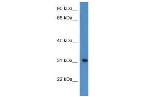 Western Blot showing ROPN1L antibody used at a concentration of 1-2 ug/ml to detect its target protein. (ROPN1L antibody  (N-Term))