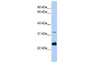 Western Blotting (WB) image for anti-Proteolipid Protein 1 (PLP1) antibody (ABIN2458050)