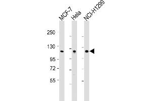 All lanes : Anti-P1R13L Antibody (N-Term) at 1:2000 dilution Lane 1: MCF-7 whole cell lysates Lane 2: Hela whole cell lysates Lane 3: NCI- whole cell lysates Lysates/proteins at 20 μg per lane. (PPP1R13L antibody  (AA 134-166))