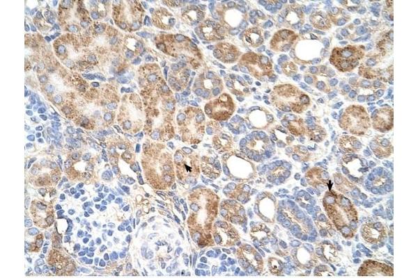 ALG11 antibody  (C-Term)