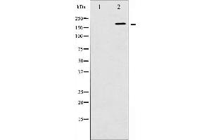 Western blot analysis of WNK1 phosphorylation expression in EGF treated 293 whole cell lysates,The lane on the left is treated with the antigen-specific peptide. (WNK1 antibody  (pThr60))