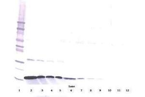 Image no. 1 for anti-Interferon gamma (IFNG) antibody (ABIN465161) (Interferon gamma antibody)