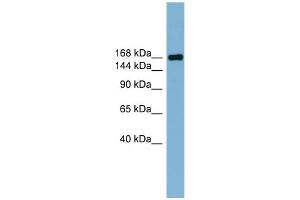 WB Suggested Anti-PARD3 Antibody Titration:  0. (PARD3 antibody  (Middle Region))