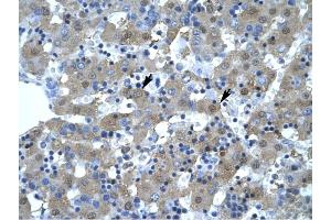KIF5B antibody was used for immunohistochemistry at a concentration of 4-8 ug/ml to stain Hepatocytes (arrows) in Human Liver. (KIF5B antibody  (N-Term))