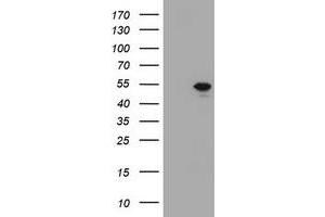 Image no. 1 for anti-T-Box 19 (TBX19) (AA 1-238) antibody (ABIN1490621) (T-Box 19 antibody  (AA 1-238))
