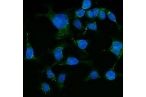 IF analysis of Grp75 using anti-Grp75 antibody (ABIN7602782). (HSPA9 antibody  (C-Term))