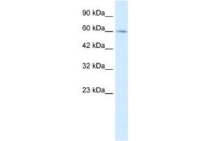 MYEF2 antibody  (Middle Region)