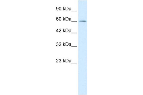 MYEF2 anticorps  (Middle Region)