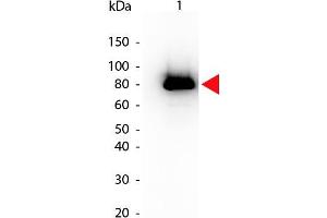 Western Blot of Mouse anti-Akt phospho S473 Biotin Conjugated antibody. (AKT1 antibody  (Internal Region, pSer473) (Biotin))