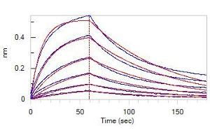 Loaded Human ACE2, Fc Tag (Cat. (SARS-CoV-2 Spike S1 Protein (D614G) (His tag))