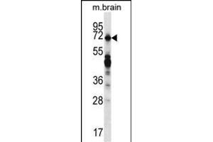 REPS2 Antibody (N-term) (ABIN657055 and ABIN2846222) western blot analysis in mouse brain tissue lysates (35 μg/lane). (REPS2 antibody  (N-Term))