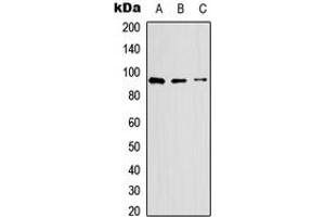 Western blot analysis of CD62P expression in HEK293T (A), Raw264. (P-Selectin antibody  (N-Term))