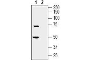 Western blot analysis of rat pancreas lysate: - 1. (KCNK16 antibody  (1st Extracellular Loop))