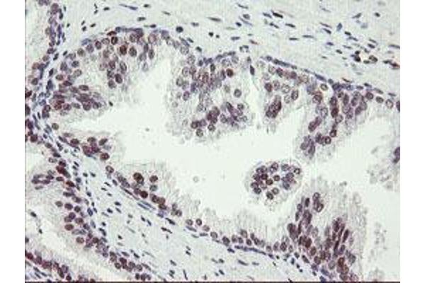 TLE1 antibody  (AA 180-460)