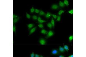Immunofluorescence analysis of HeLa cells using POU2AF1 Polyclonal Antibody (POU2AF1 antibody)