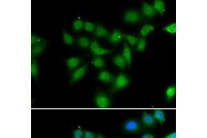 Immunofluorescence analysis of HeLa cells using POU2AF1 Polyclonal Antibody (POU2AF1 antibody)