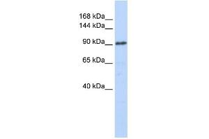 WB Suggested Anti-GTF3C3 Antibody Titration:  0. (GTF3C3 antibody  (N-Term))