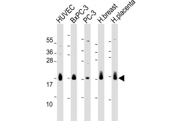 CD59 antibody  (AA 74-110)